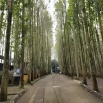 wisata jati ombo (1)