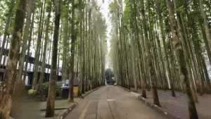 wisata jati ombo (1)
